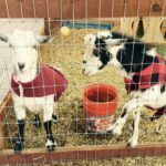 Mokie Ball and Delilah Jones ~ the Nigerian Goats