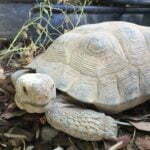 George ~ Sonoran Desert Tortoise